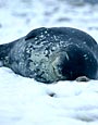 Neko Harbour, Weddell Seal