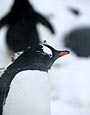 Port Lockroy, Gentoo Penguins