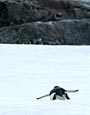 Peterman Island, Gentoo Penguin