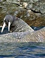 Monumental Island Walrus