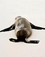 Sea Lion,