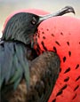 Frigate Bird,