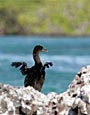 Cormorant,