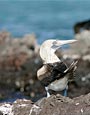Blue Boobie,
