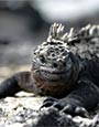 Marine Iguana,