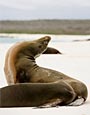 Sea Lion,
