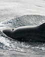 Pilot Whale,