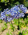 Native Agapanthus, South Africa