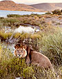 Sanbona Wildlife Reserve, South Africa