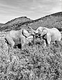 Sanbona Wildlife Reserve